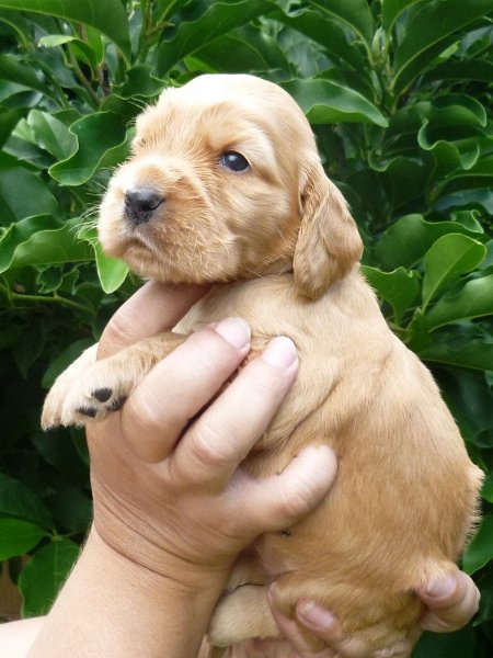 6 - 1.fenka (růžová).JPG